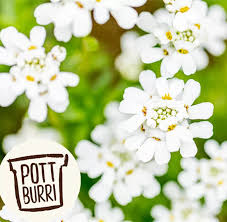 Image result for Schleifenblume