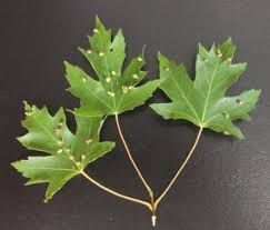 Attēlu rezultāti vaicājumam “Vasates quadripedes”