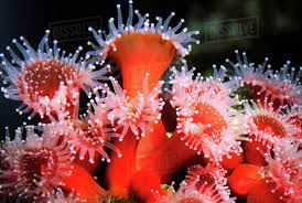 ผลการค้นหารูปภาพสำหรับ strawberry anemone