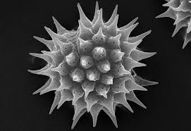 Attēlu rezultāti vaicājumam “Cribraria vulgaris spores”