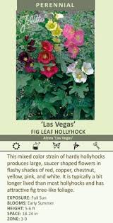 Attēlu rezultāti vaicājumam “Alcea rosea leaf”