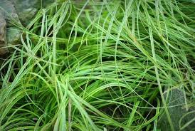 Attēlu rezultāti vaicājumam “Carex caryophyllea flower”