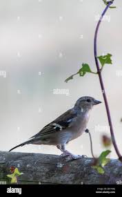 Attēlu rezultāti vaicājumam “Fringilla coelebs juvenile”