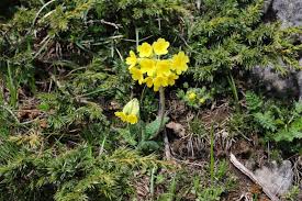 Attēlu rezultāti vaicājumam “Primulaceae”