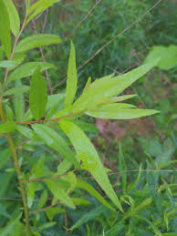 Attēlu rezultāti vaicājumam “Salix triandra”