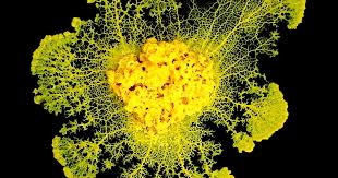 Attēlu rezultāti vaicājumam “Physarum notabile macro”