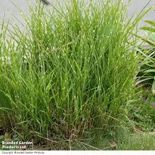Image result for Miscanthus sinensis Zebrina