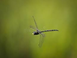 Attēlu rezultāti vaicājumam “Aeshna juncea”