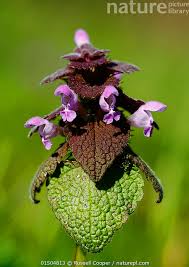 Attēlu rezultāti vaicājumam “Lamium purpureum flower”
