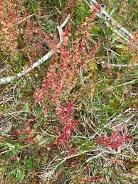 Attēlu rezultāti vaicājumam “Rumex acetosa flower”