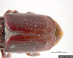 Attēlu rezultāti vaicājumam “Scolytus ratzeburgi”