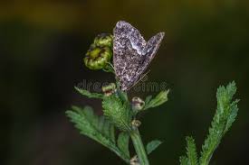 Attēlu rezultāti vaicājumam “Protodeltote pygarga”