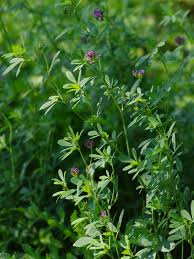 Attēlu rezultāti vaicājumam “Medicago x varia  flower”
