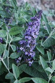 Image result for Buddleja davidii