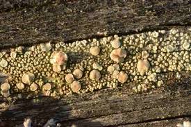 Attēlu rezultāti vaicājumam “Bacidia rubella”