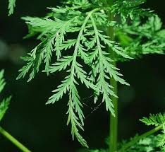 Image result for Artemisia annua