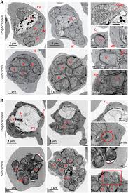 Attēlu rezultāti vaicājumam “Enteridium variabile plasmodium”