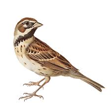 Image result for Chondestes grammacus