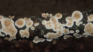 Attēlu rezultāti vaicājumam “Enteridium corticatum”