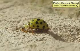 Attēlu rezultāti vaicājumam “Psyllobora vigintiduopunctata”