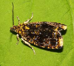 Attēlu rezultāti vaicājumam “Celypha siderana”