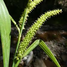 Attēlu rezultāti vaicājumam “Carex pilosa leaf”
