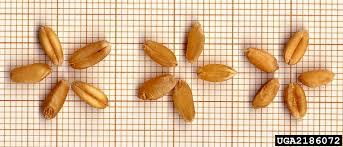 Attēlu rezultāti vaicājumam “Triticum aestivum”