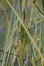 Attēlu rezultāti vaicājumam “Carex rostrata”