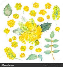 Attēlu rezultāti vaicājumam “Mahonia aquifolium flower”