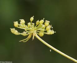 Attēlu rezultāti vaicājumam “Peucedanum palustre leaf”