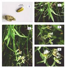 Attēlu rezultāti vaicājumam “Epipactis palustris”