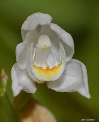 Attēlu rezultāti vaicājumam “Cephalanthera longifolia”