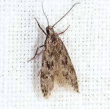 Attēlu rezultāti vaicājumam “Carpatolechia proximella”