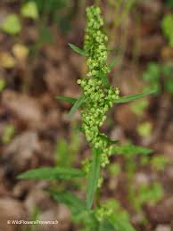 Attēlu rezultāti vaicājumam “Rumex obtusifolius flower”