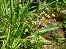 Attēlu rezultāti vaicājumam “Melica nutans flower”