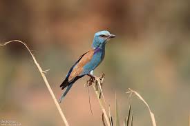 Attēlu rezultāti vaicājumam “Coracias garrulus adult”