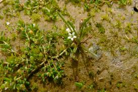 Attēlu rezultāti vaicājumam “Limosella aquatica flower”
