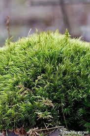 Attēlu rezultāti vaicājumam “Dicranum montanum sporophyte”