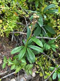 Attēlu rezultāti vaicājumam “Chimaphila umbellata”
