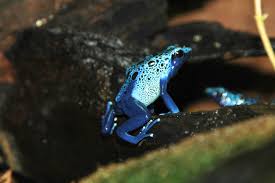 Image result for blauer baumsteiger