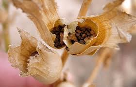 Attēlu rezultāti vaicājumam “Hyoscyamus niger flower”