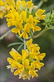 Attēlu rezultāti vaicājumam “Medicago sativa subsp. falcata”