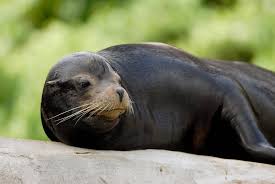 Image result for Zalophus californianus