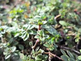 Attēlu rezultāti vaicājumam “Thymus pulegioides fruit”
