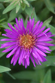 Image result for Aster novae-angliae