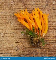 Attēlu rezultāti vaicājumam “Calocera viscosa”