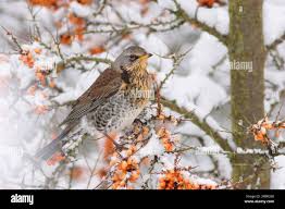 Attēlu rezultāti vaicājumam “Turdus pilaris adult”
