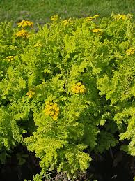 Image result for Tanacetum vulgare