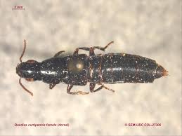 Attēlu rezultāti vaicājumam “Quedius dilatatus”