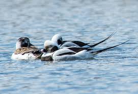 Attēlu rezultāti vaicājumam “Clangula hyemalis male”